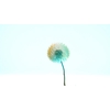 Dandelion XS Preserved Blue Pink Orange Mix