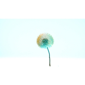 Dandelion XS Preserved Blue Pink Orange Mix
