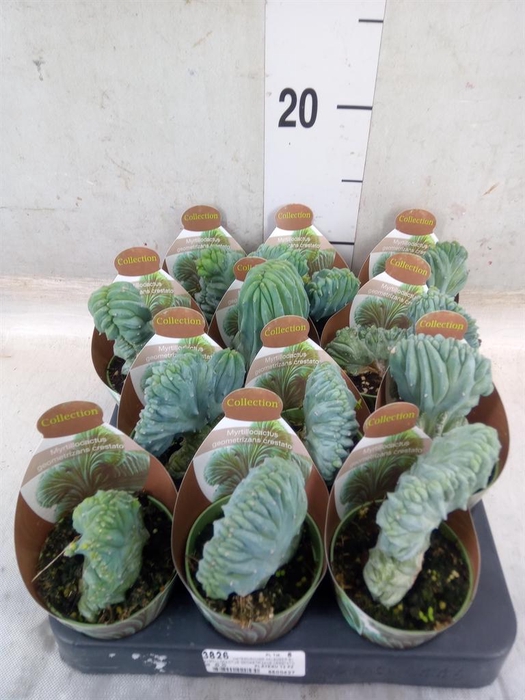 <h4>Cactus   ...</h4>