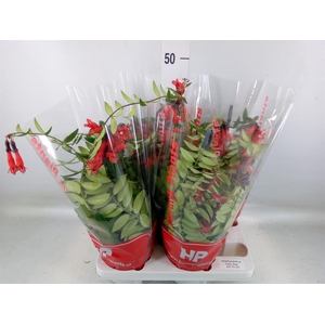 Aeschynanthus  'Caro Improved'