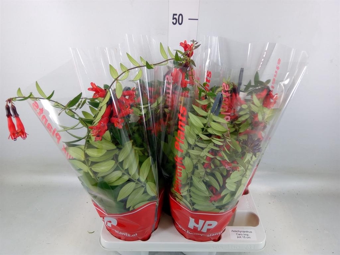 <h4>Aeschynanthus  'Caro Improved'</h4>