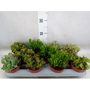 Crassula   ...mix