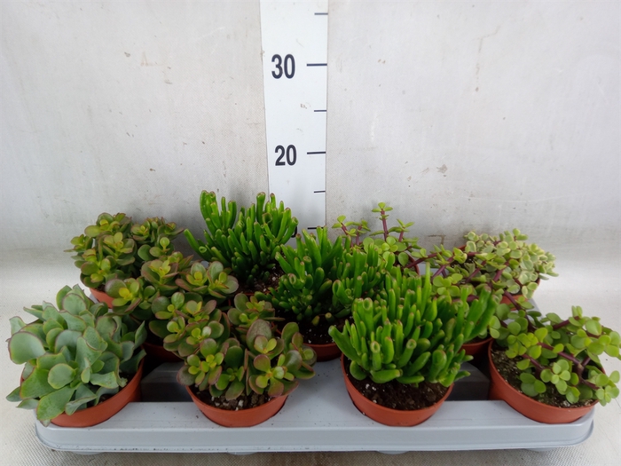 <h4>Crassula   ...mix</h4>