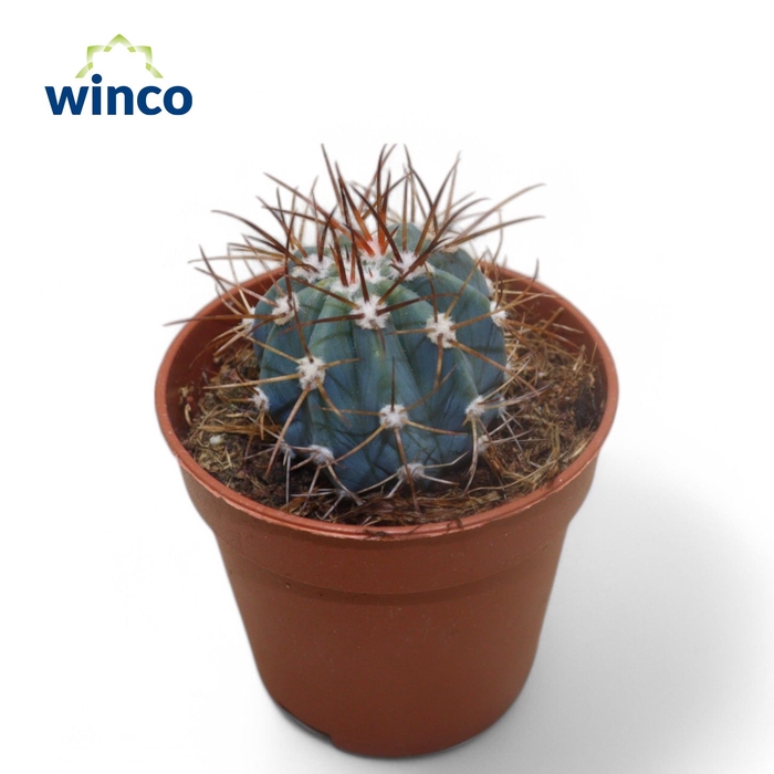 <h4>Melocactus Azureus</h4>