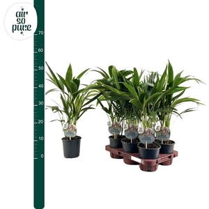 KENTIA - P13 H50 - 6PP - Air So Pure (Howea forsteriana)