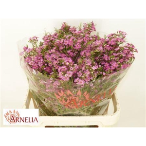 CHAMELAUCIUM  'PURPLE RAIN'