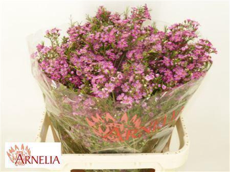 <h4>CHAMELAUCIUM  'PURPLE RAIN'</h4>
