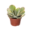 KALANCHOE FANTASTIC P11