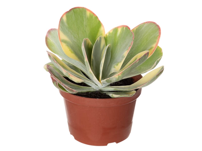KALANCHOE FANTASTIC P11