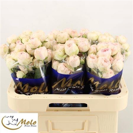 <h4>Rosa spray Mansfield Park</h4>