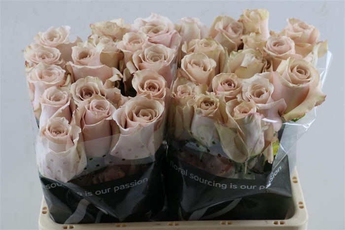 <h4>R Gr Quicksand</h4>