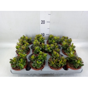 Crassula ovata 'Minor'