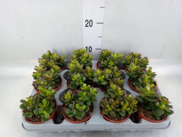 <h4>Crassula ovata 'Minor'</h4>