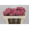 Ozothamnus Booming Pink
