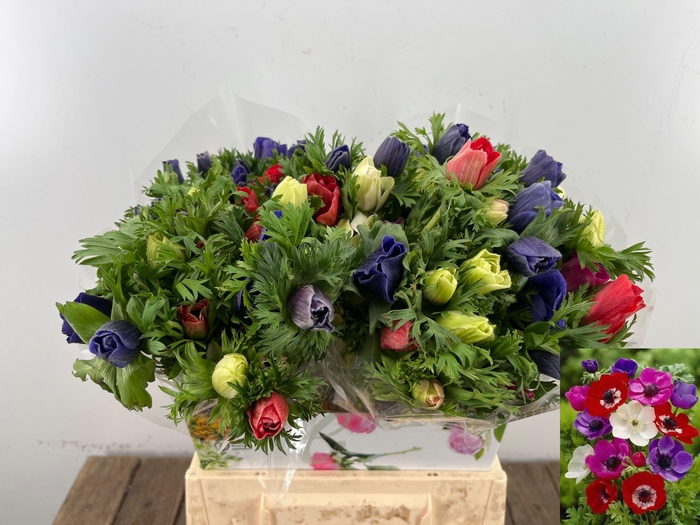 <h4>ANEM CO MAR GEM</h4>