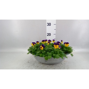 Viola corn. 'Evo Mini Lemon Purple'