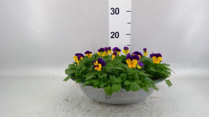 <h4>Viola corn. 'Evo Mini Lemon Purple'</h4>
