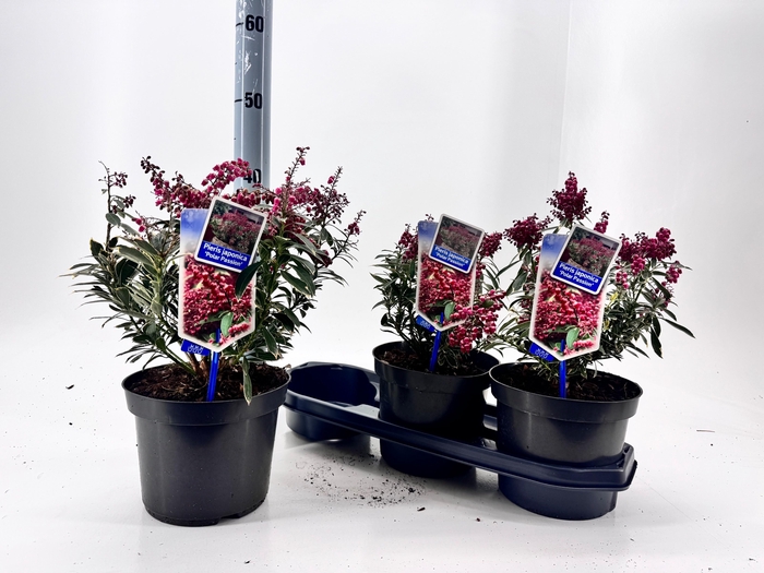 <h4>PIERIS PASSION</h4>