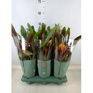 Guzmania  'Fiero Yellow'