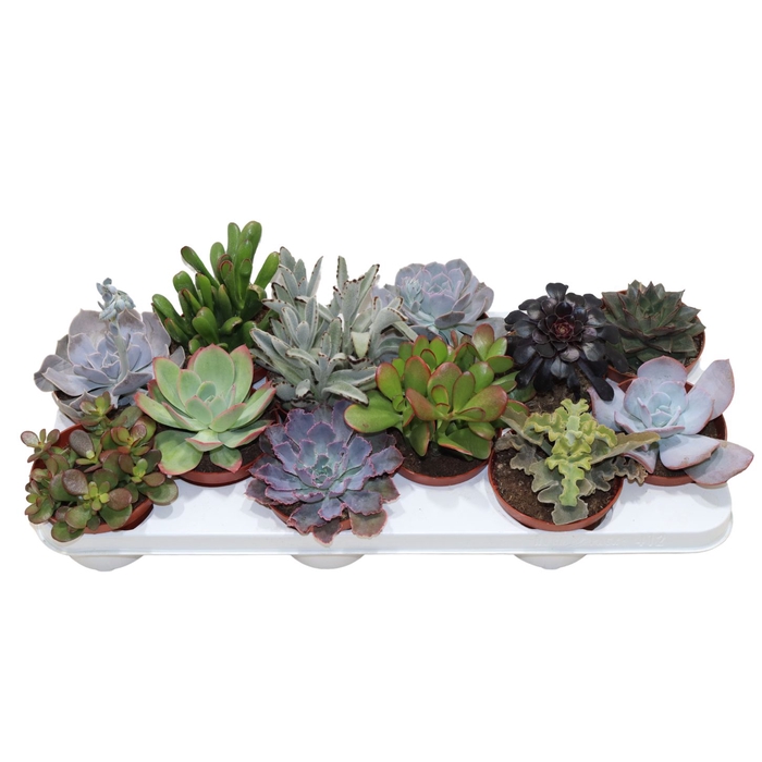 <h4>Succulenten Mix</h4>