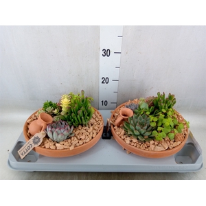 Arr.  Succulents H%