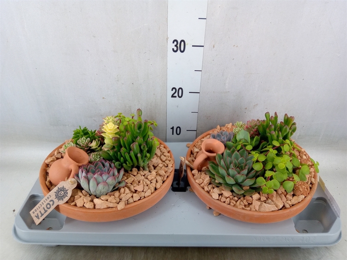 <h4>Arr.  Succulents H%</h4>