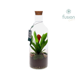 Green Bottle Fles Medium met Bromelia