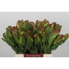 Leucadendron Laurel Yellow