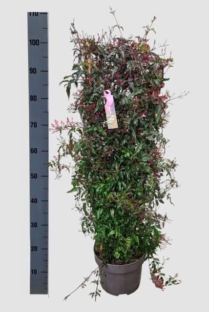 <h4>JASM POLYANTHUM RZ</h4>