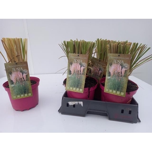 Cortaderia selloana pinka 19Ø 45cm