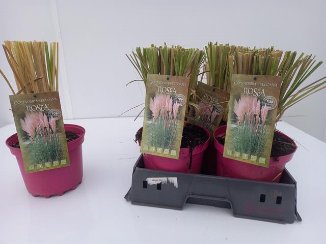 Cortaderia selloana pinka 19Ø 45cm