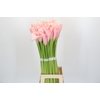Zantedeschia Eydolls Pink