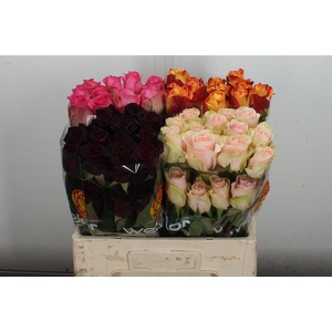 R Gr Ec Mix Ecuador 50 Cm