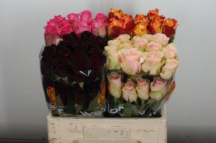 <h4>R Gr Ec Mix Ecuador 50 Cm</h4>