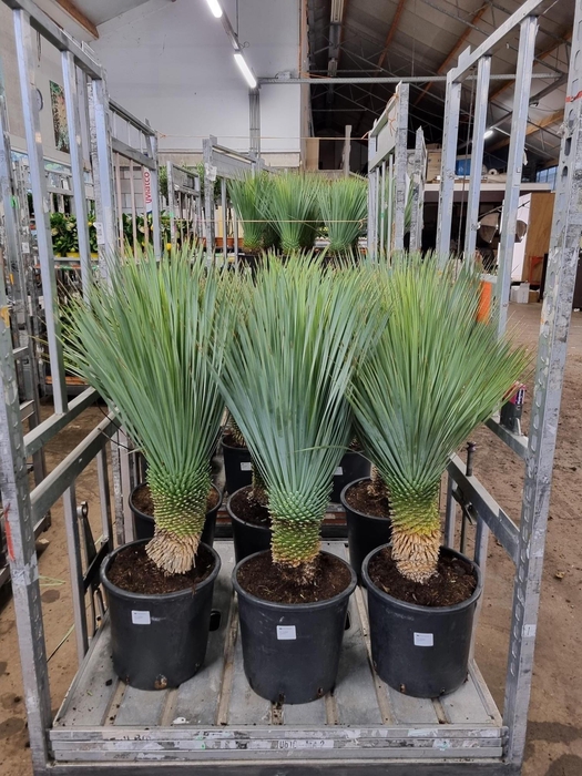 <h4>YUC ROSTRATA</h4>