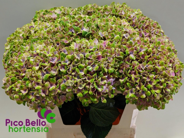 <h4>HYDR M MAG CORAL BL</h4>