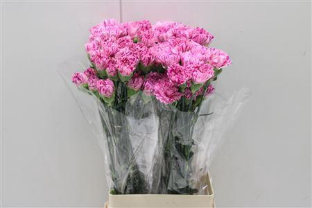 <h4>Di St Jubilee</h4>