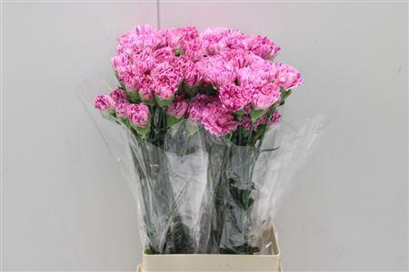 <h4>Di St Jubilee</h4>