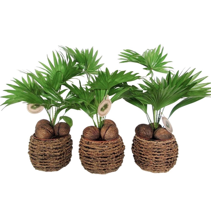 <h4>Livistona in gevlochten caryota pot</h4>