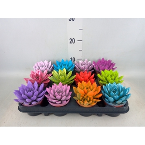 Echeveria  'Miranda'