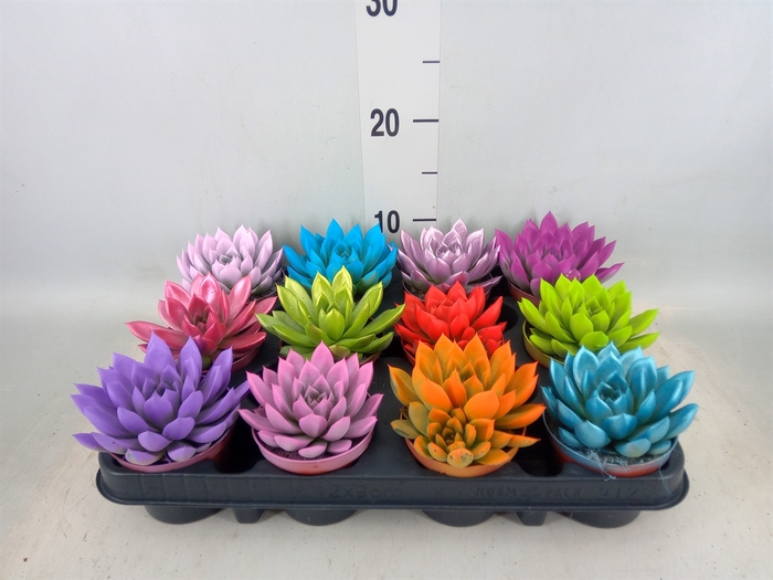 <h4>Echeveria  'Miranda'</h4>