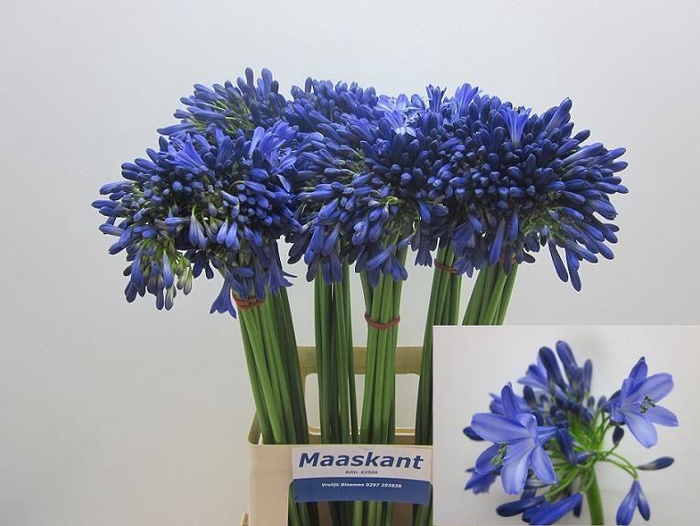 <h4>Agap Intermedius</h4>