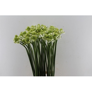 Ornithogalum Saundersiae White