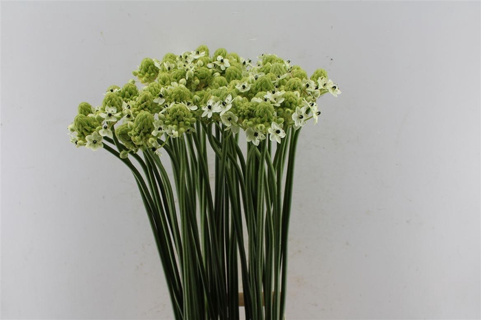 <h4>Ornithogalum Saundersiae White</h4>