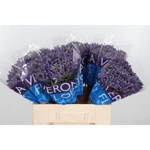 Veron Smart Fountain Spray