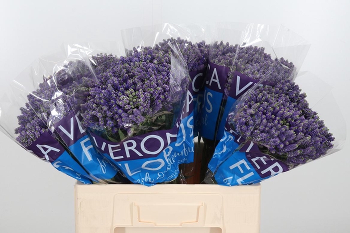 <h4>Veron Smart Fountain Spray</h4>