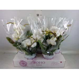 Phalaenopsis   ...white