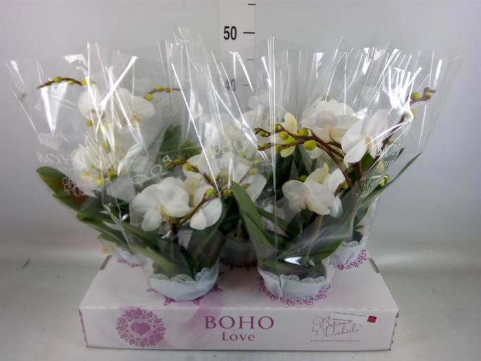 <h4>Phalaenopsis   ...white</h4>