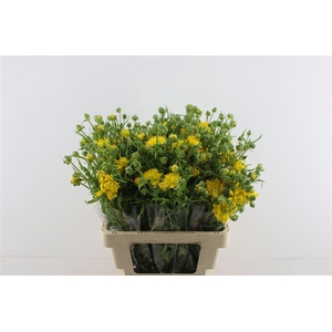 Ran. Moderna Star Proxima