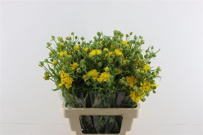 <h4>Ran. Moderna Star Proxima</h4>